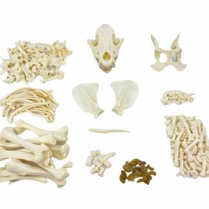 Beagle Skeleton Adult Male