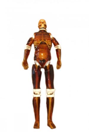 Wholehuman Body Phantom for X-Ray CT and MRI Training Adult - Image 2