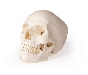 Skull Model for Dentistry and Jaw Surgery 5 Parts - Image 2