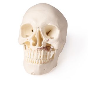 Skull Model for Dentistry and Jaw Surgery 5 Parts