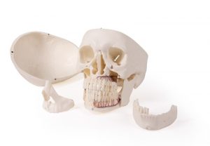 Skull Model for Dentistry and Jaw Surgery 5 Parts - Image 6