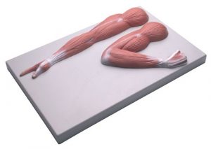 Arm Muscle Model