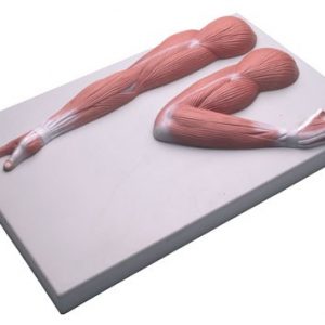 Arm Muscle Model