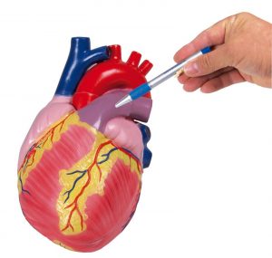 Three Times Enlarged Heart Model 2 Parts  Augmented Anatomy - Image 2