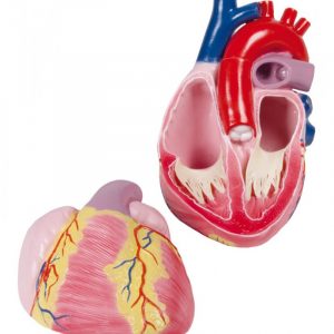 Three Times Enlarged Heart Model 2 Parts Augmented Anatomy