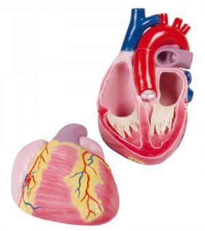 Three Times Enlarged Heart Model 2 Parts Augmented Anatomy