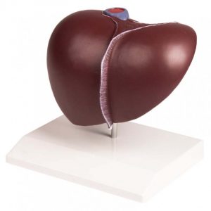 Model of the Liver with the Gallbladder