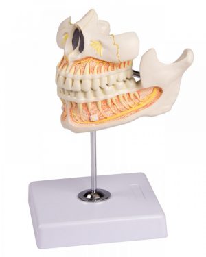 Permanent Teeth Model - Image 3