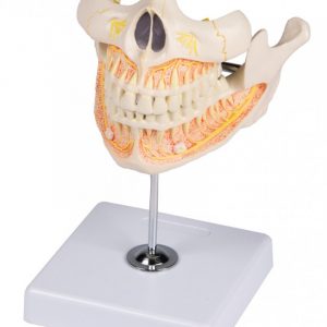 Permanent Teeth Model