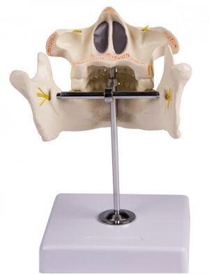 Permanent Teeth Model - Image 4