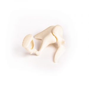 Three Times Enlarged Auditory Ossicles - Image 2