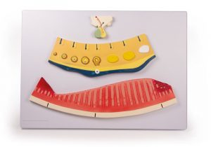 Cyclical Changes in the Hormonal Balance and the Endometrium - Image 2