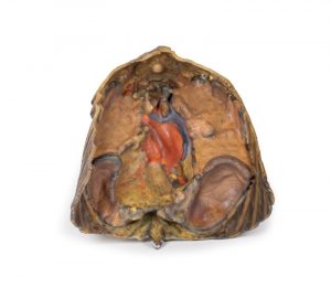 Thorax with Heart and Vessels - Image 2