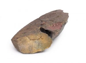 Lung Slab Hilum Removed - Image 2
