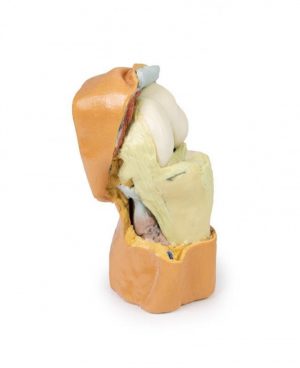 Flexed knee Joint Deep Dissection - Image 8