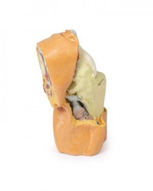 Flexed knee Joint Deep Dissection - Image 9