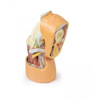 Flexed knee Joint Deep Dissection - Image 2