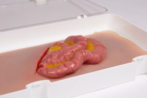 Wound Moulage Protruding Small Intestines - Image 2