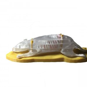 Sectional Mouse Phantom for X-RAY CT