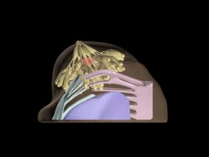 Breast Phantom for Medical Imaging - Image 5