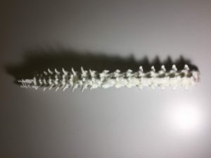Adult Spine - Image 4