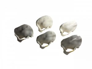 Temporal Bone Phantom - Image 2
