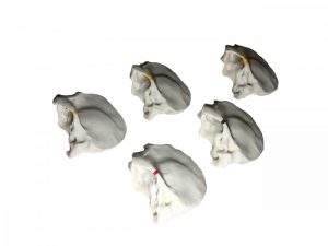 Temporal Bone Phantom - Image 3