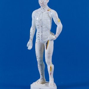 Chinese Acupuncture Figure Male