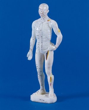 Chinese Acupuncture Figure Male