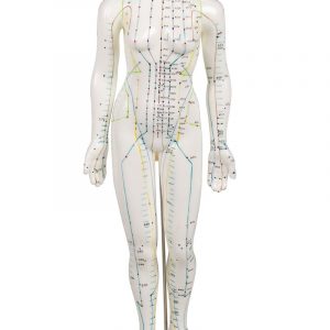 Chinese Acupuncture Figure Female