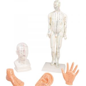 Chinese Acupuncture Set 5 Models