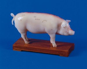 Acupuncture Pig