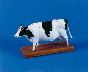 Acupuncture Cow