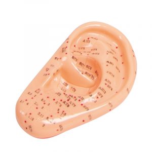 Acupuncture Ear 22 cm