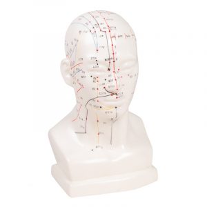 Chinese Acupuncture Head