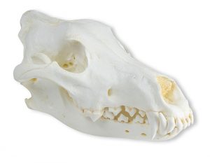 Skull Wolf Canis Lupus Alaskan Wolf