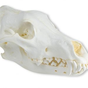 Skull Wolf Canis Lupus Alaskan Wolf