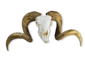 Skull and Horn Merino Sheep Ram Ovis Aries