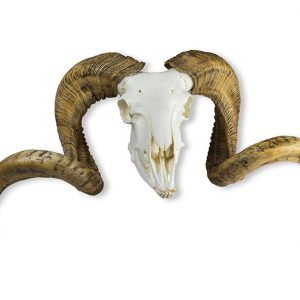 Skull and Horn Merino Sheep Ram Ovis Aries
